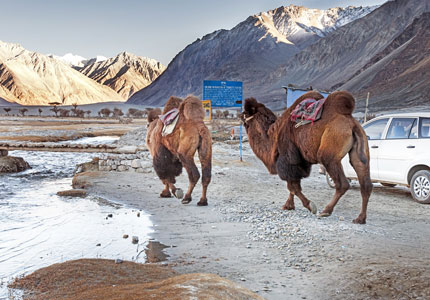 Thrill in the Himalayas: Leh Ladakh Tour