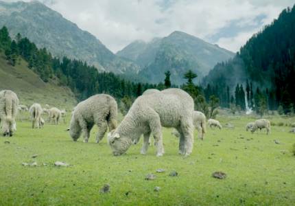 Chandigarh to Amritsar & Kashmir: 8-Days Heritage & Hills