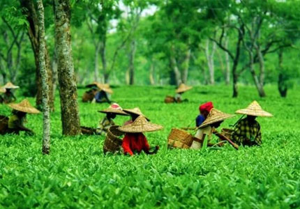 Chandigarh to Dharamshala Serenity Tour