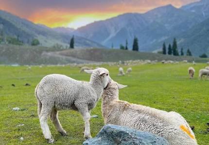 Himalayan Gems: Sonmarg, Pahalgam & Gulmarg from Jammu
